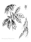Acu Herbs 723135 Image 2